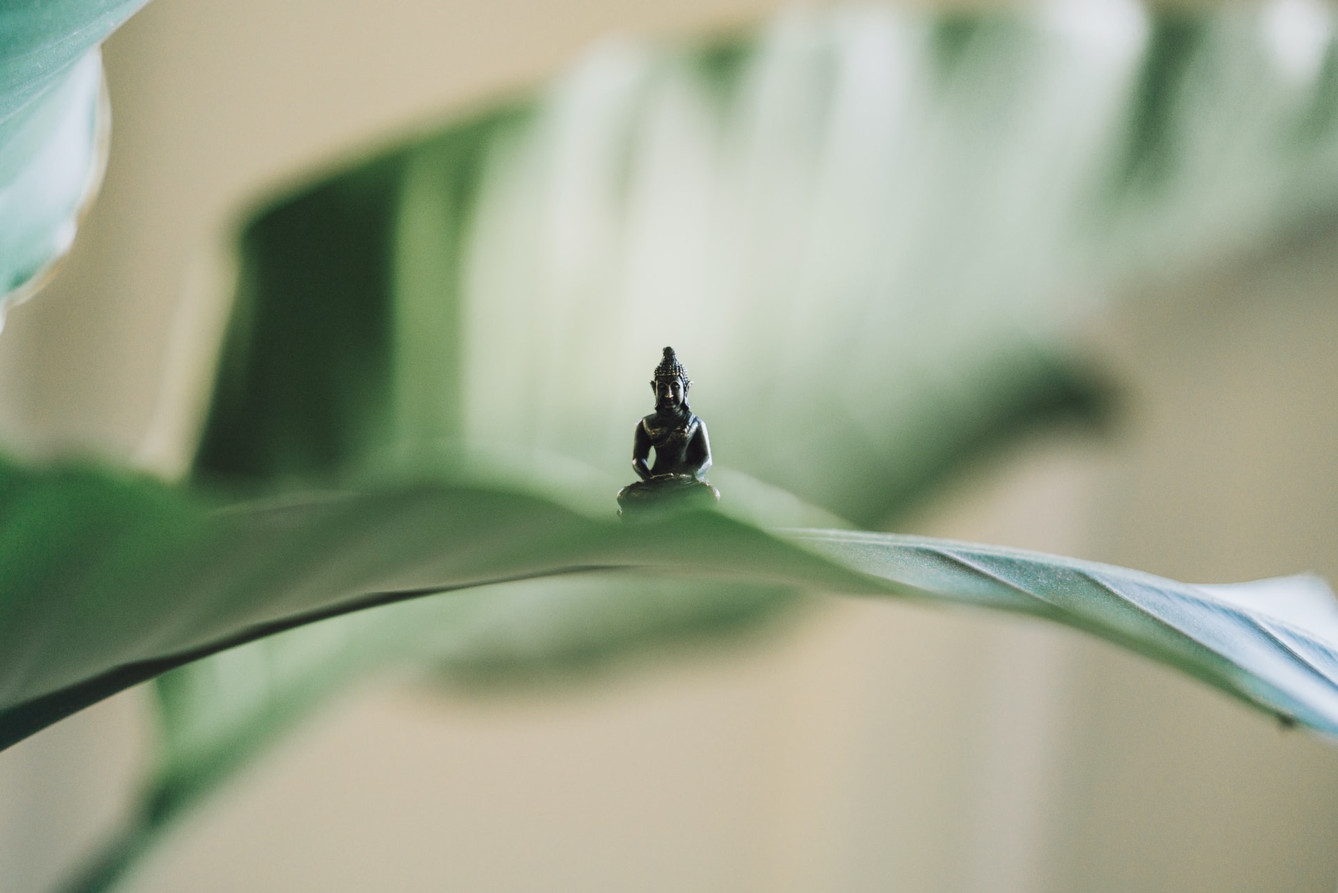 metta mindfulness